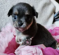 Blue, a female Chihuahua for sale in Loxley, AL – Photo 1 of 3