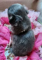 Blue, a female Chihuahua for sale in Loxley, AL – Photo 2 of 3