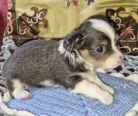 Blue-boy, a male Chihuahua for sale in Loxley, AL – 3 of 5