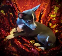 Blue, a female Chihuahua for sale in Loxley, AL – Photo 3 of 3