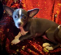 Blue, a female Chihuahua for sale in Loxley, AL – Photo 1 of 3