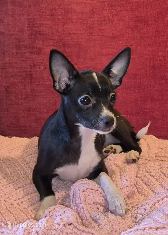 Maggie – Chihuahua puppy for sale in Loxley, AL