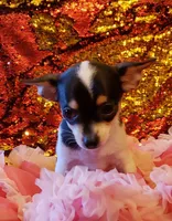 Cookie, a female Chihuahua for sale in Loxley, AL – Photo 5 of 5