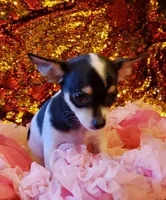 Cookie, a female Chihuahua for sale in Loxley, AL – Photo 1 of 5