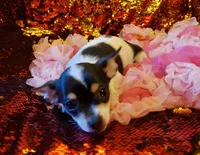 Cookie, a female Chihuahua for sale in Loxley, AL – Photo 2 of 5