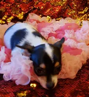 Cookie, a female Chihuahua for sale in Loxley, AL – Photo 3 of 5