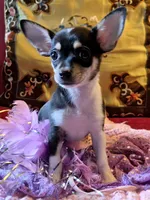 Candy, a female Chihuahua for sale in Loxley, AL – 2 of 4