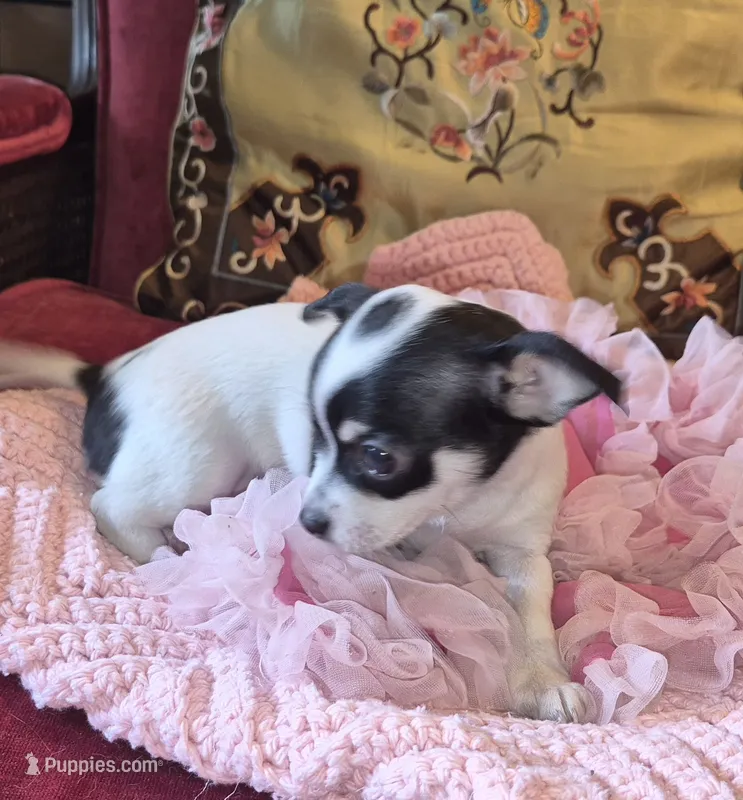 Bella – Chihuahua puppy for sale in Loxley, AL