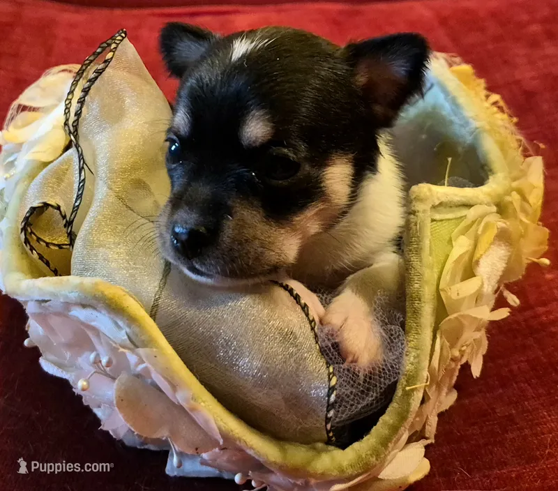 Sweetie – Chihuahua puppy for sale in Loxley, AL