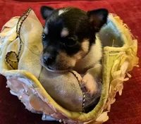 Sweetie, a female Chihuahua for sale in Loxley, AL – 1 of 3