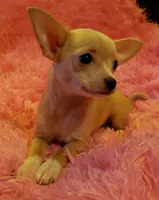 Buttercup, a female Chihuahua for sale in Loxley, AL – Photo 4 of 4