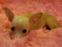 Buttercup, a female Chihuahua for sale in Loxley, AL – Photo 2 of 4