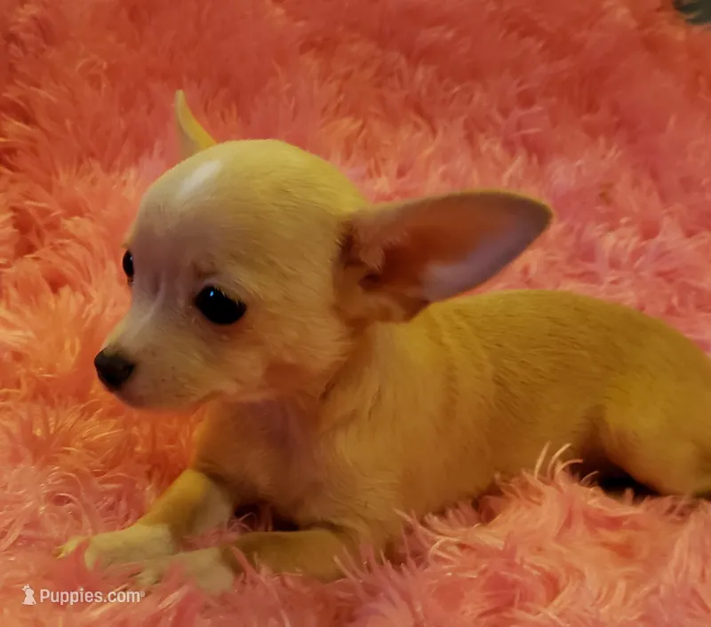 Buttercup, a female Chihuahua for sale in Loxley, AL – Photo 1 of 4