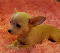 Buttercup, a female Chihuahua for sale in Loxley, AL – Photo 1 of 4