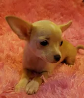 Buttercup, a female Chihuahua for sale in Loxley, AL – Photo 3 of 4