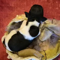 Sweetie, a female Chihuahua for sale in Loxley, AL – 2 of 3