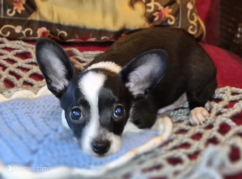 Max – Chihuahua puppy for sale in Loxley, AL
