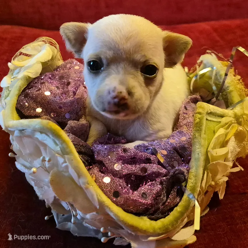 Snow – Chihuahua puppy for sale in Loxley, AL