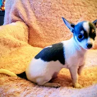 Blue, a male Chihuahua for sale in Loxley, AL – Photo 3 of 3