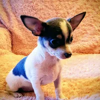 Blue, a male Chihuahua for sale in Loxley, AL – Photo 2 of 3