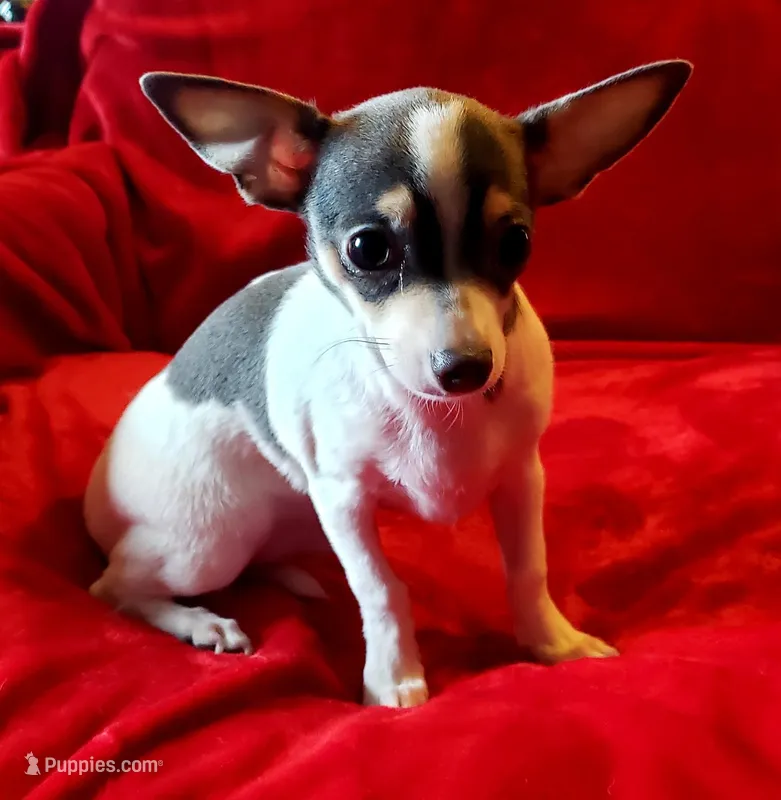Blue – Chihuahua puppy for sale in Loxley, AL