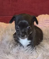 Little Bit, a female Chihuahua for sale in Loxley, AL – 3 of 5