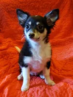 Happy, a female Chihuahua for sale in Loxley, AL – Photo 1 of 7
