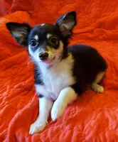 Happy, a female Chihuahua for sale in Loxley, AL – Photo 5 of 7