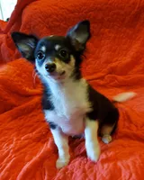 Happy, a female Chihuahua for sale in Loxley, AL – Photo 2 of 7
