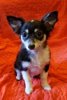 Happy, a female Chihuahua for sale in Loxley, AL – Photo 7 of 7