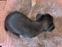 LadyBlue, a female Chihuahua for sale in Loxley, AL – 6 of 6