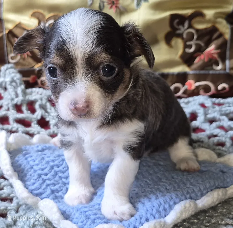 Blue-boy – Chihuahua puppy for sale in Loxley, AL
