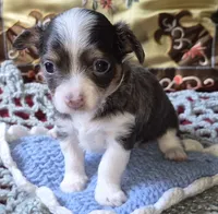 Blue-boy, a male Chihuahua for sale in Loxley, AL – 1 of 5