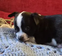 Max, a male Chihuahua for sale in Loxley, AL – 4 of 4
