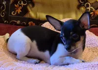 Bella, a female Chihuahua for sale in Loxley, AL – 2 of 4