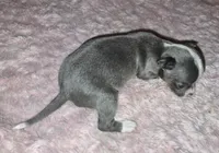 Bella Blue, a female Chihuahua for sale in Loxley, AL – 2 of 3
