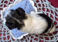Oreo, a male Chihuahua for sale in Loxley, AL – 4 of 5