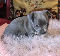 LadyBlue, a female Chihuahua for sale in Loxley, AL – 3 of 6