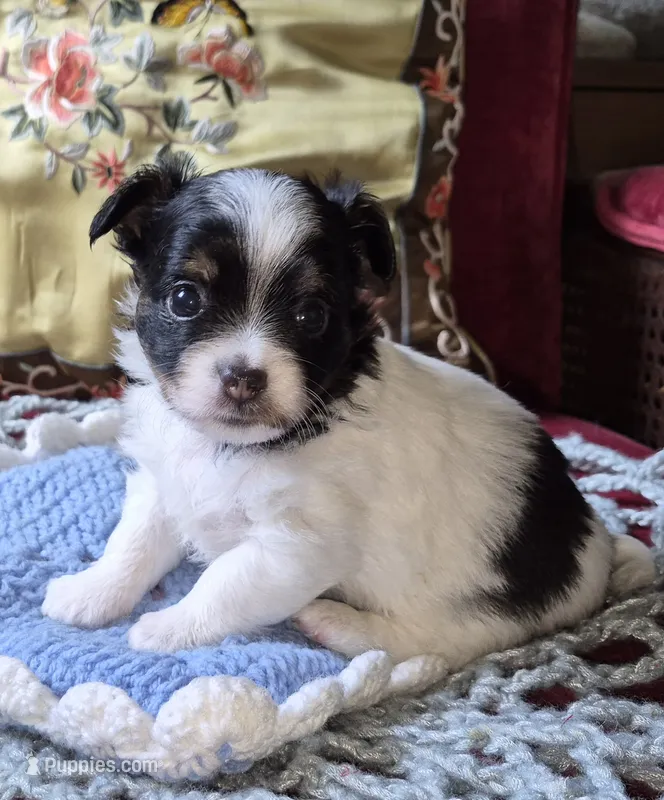 Oreo – Chihuahua puppy for sale in Loxley, AL