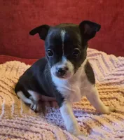 Shelly, a female Chihuahua for sale in Loxley, AL – 5 of 5