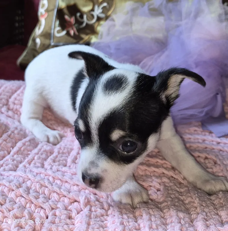 Bella – Chihuahua puppy for sale in Loxley, AL