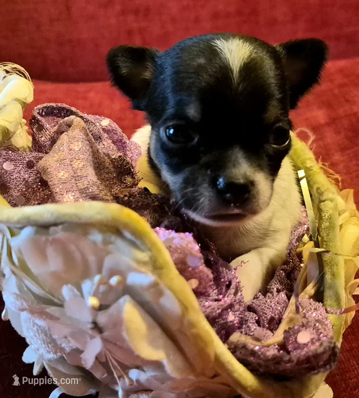 Candy – Chihuahua puppy for sale in Loxley, AL
