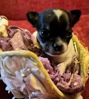 Candy, a female Chihuahua for sale in Loxley, AL – 1 of 4