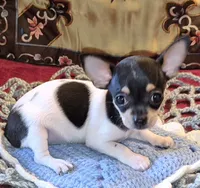 Sparky, a male Chihuahua for sale in Loxley, AL – 2 of 5