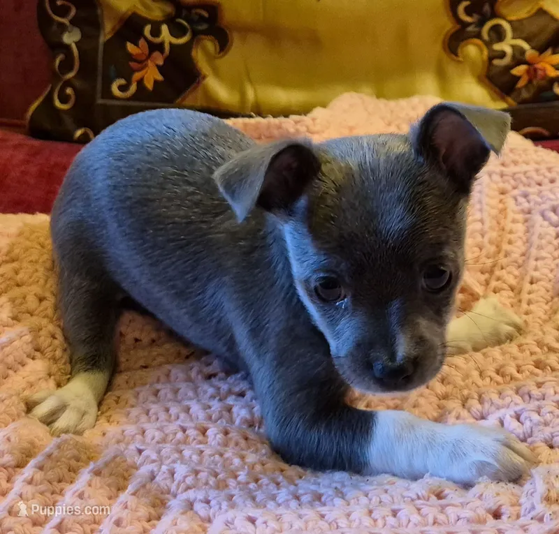 Indigo – Chihuahua puppy for sale in Loxley, AL