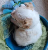 Snow, a female Chihuahua for sale in Loxley, AL – Photo 2 of 4