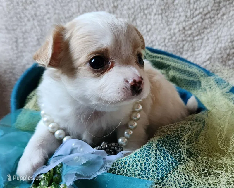 Snow, a female Chihuahua for sale in Loxley, AL – Photo 1 of 4