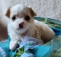 Snow, a female Chihuahua for sale in Loxley, AL – Photo 4 of 4