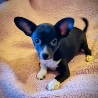 Max, a male Chihuahua for sale in Loxley, AL – Photo 1 of 2