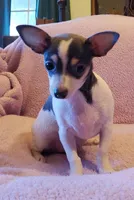 Max, a male Chihuahua for sale in Loxley, AL – Photo 3 of 4